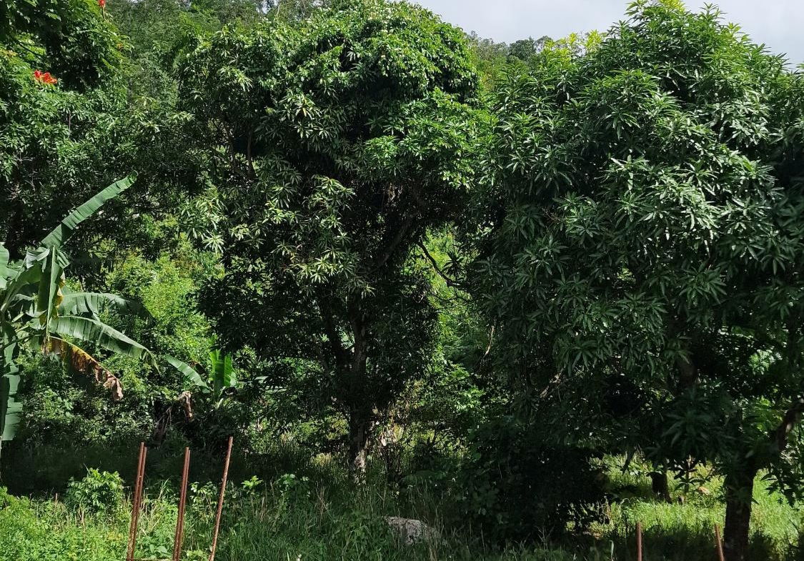 Third image of Blue Mountain Road in Belvedere, St. Andrew, Jamaica - property is For Sale