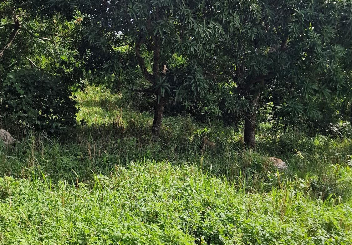 Fourth image of Blue Mountain Road in Belvedere, St. Andrew, Jamaica - property is For Sale