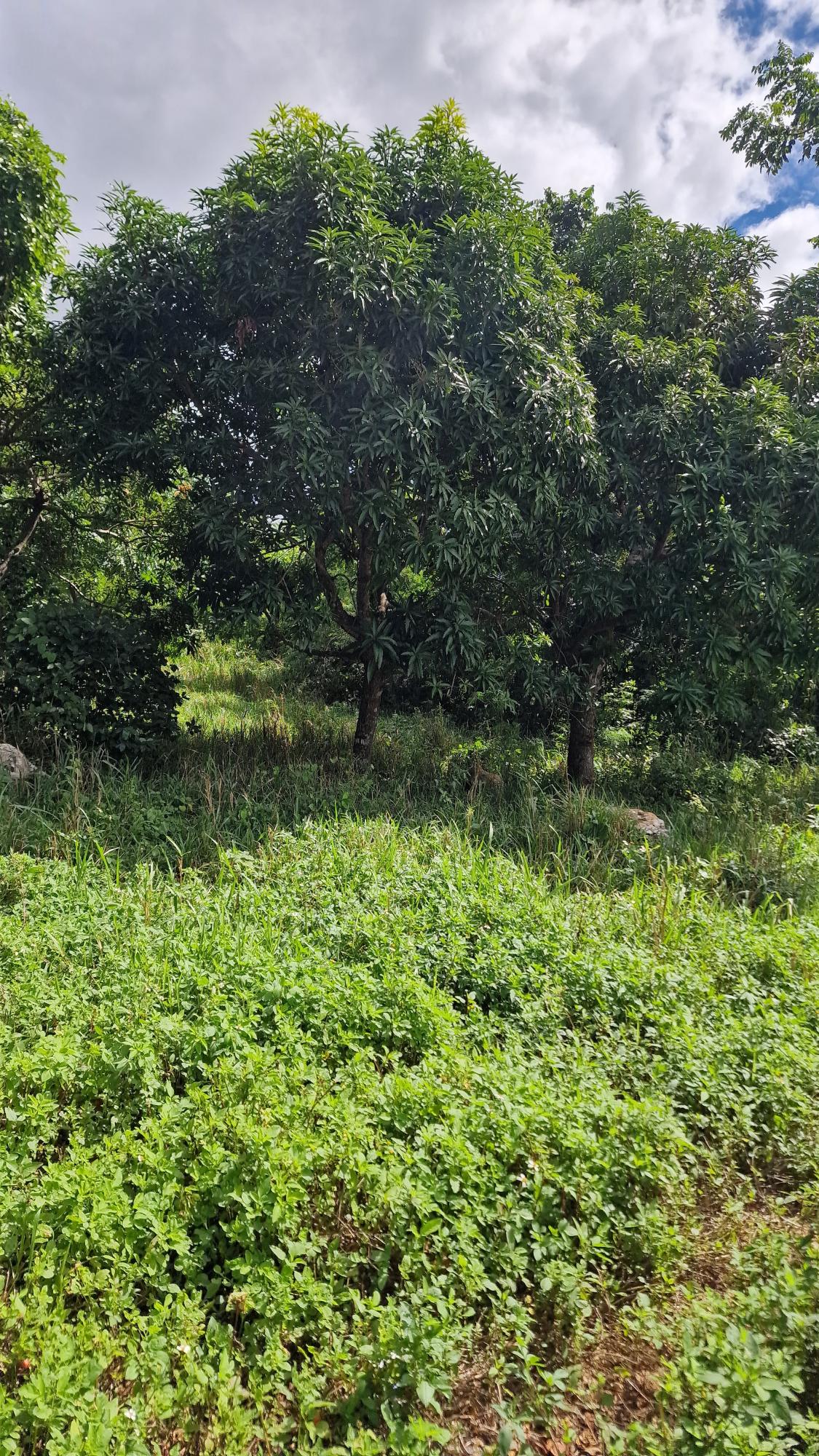 Prime-Residential-Lot-for-Sale-in-Belvedere-St.-Andrew-Blue-Mountain-Road Fourth image of Blue Mountain Road in Belvedere, St. Andrew, Jamaica - property is For Sale