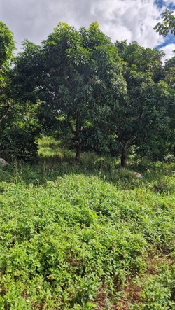 Fourth image of Blue Mountain Road in Belvedere, St. Andrew, Jamaica - property is For Sale