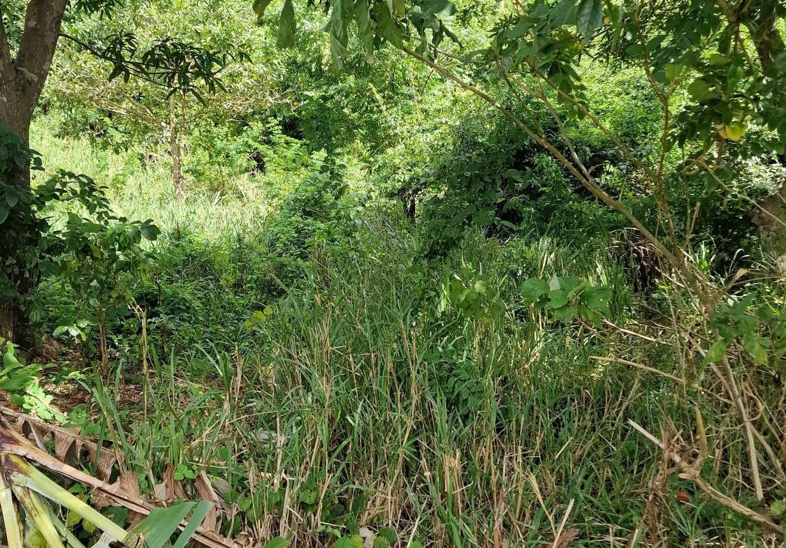 Fifth image of Blue Mountain Road in Belvedere, St. Andrew, Jamaica - property is For Sale