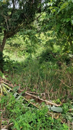 Fifth image of Blue Mountain Road in Belvedere, St. Andrew, Jamaica - property is For Sale
