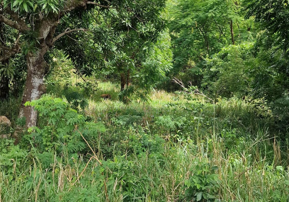 Sixth image of Blue Mountain Road in Belvedere, St. Andrew, Jamaica - property is For Sale