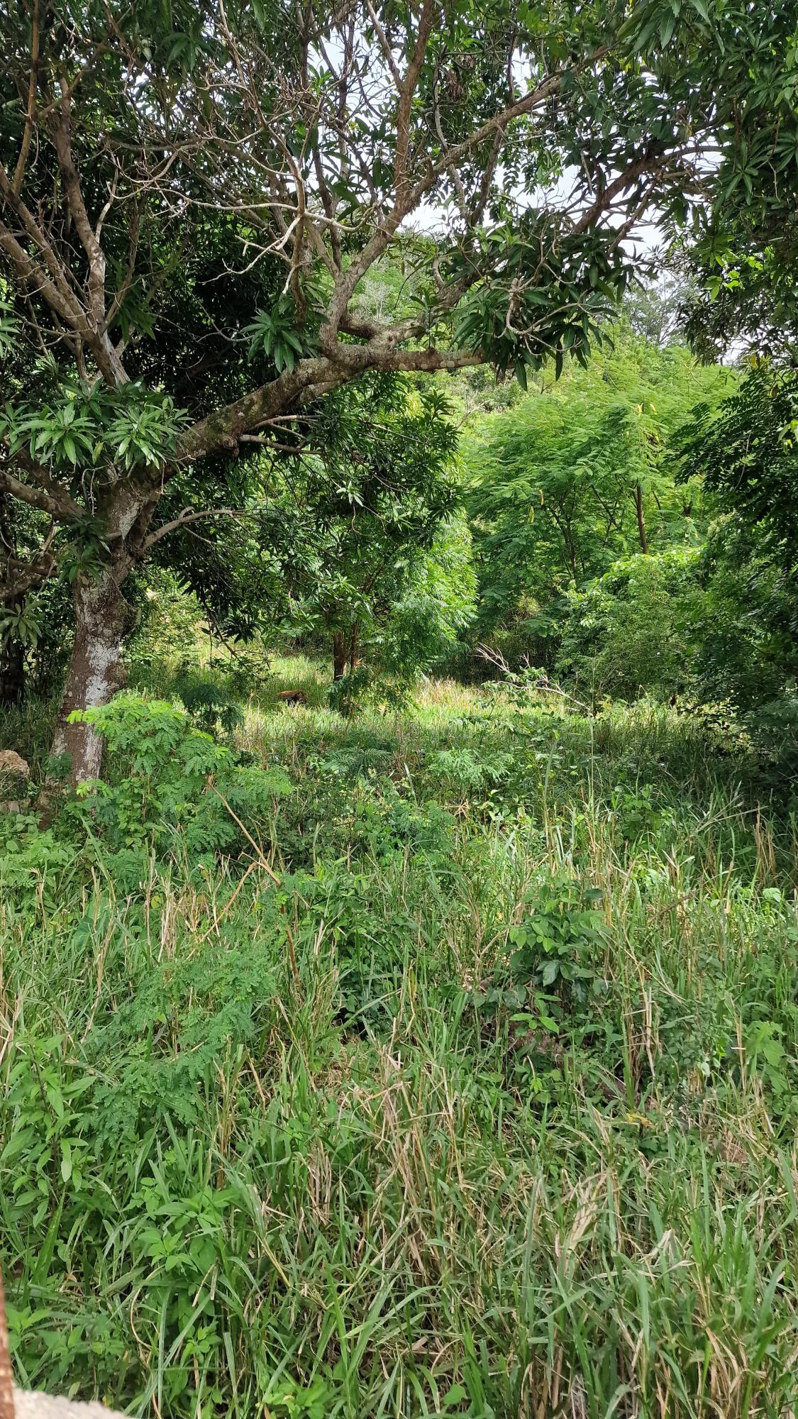 Prime-Residential-Lot-for-Sale-in-Belvedere-St.-Andrew-Blue-Mountain-Road Sixth image of Blue Mountain Road in Belvedere, St. Andrew, Jamaica - property is For Sale