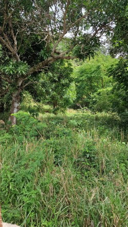 Sixth image of Blue Mountain Road in Belvedere, St. Andrew, Jamaica - property is For Sale