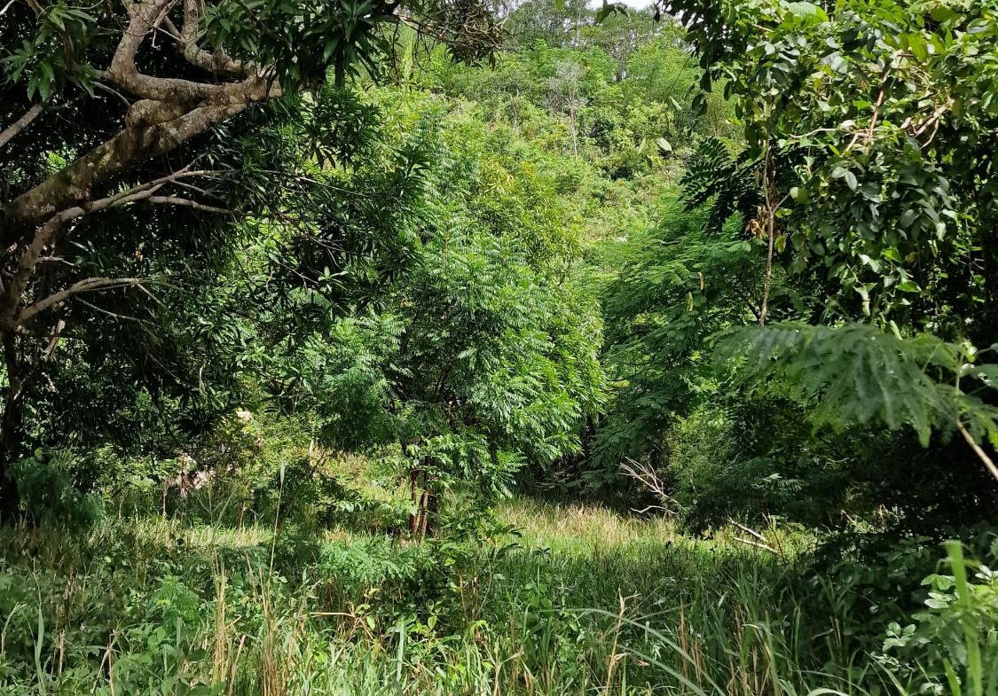 Seventh image of Blue Mountain Road in Belvedere, St. Andrew, Jamaica - property is For Sale
