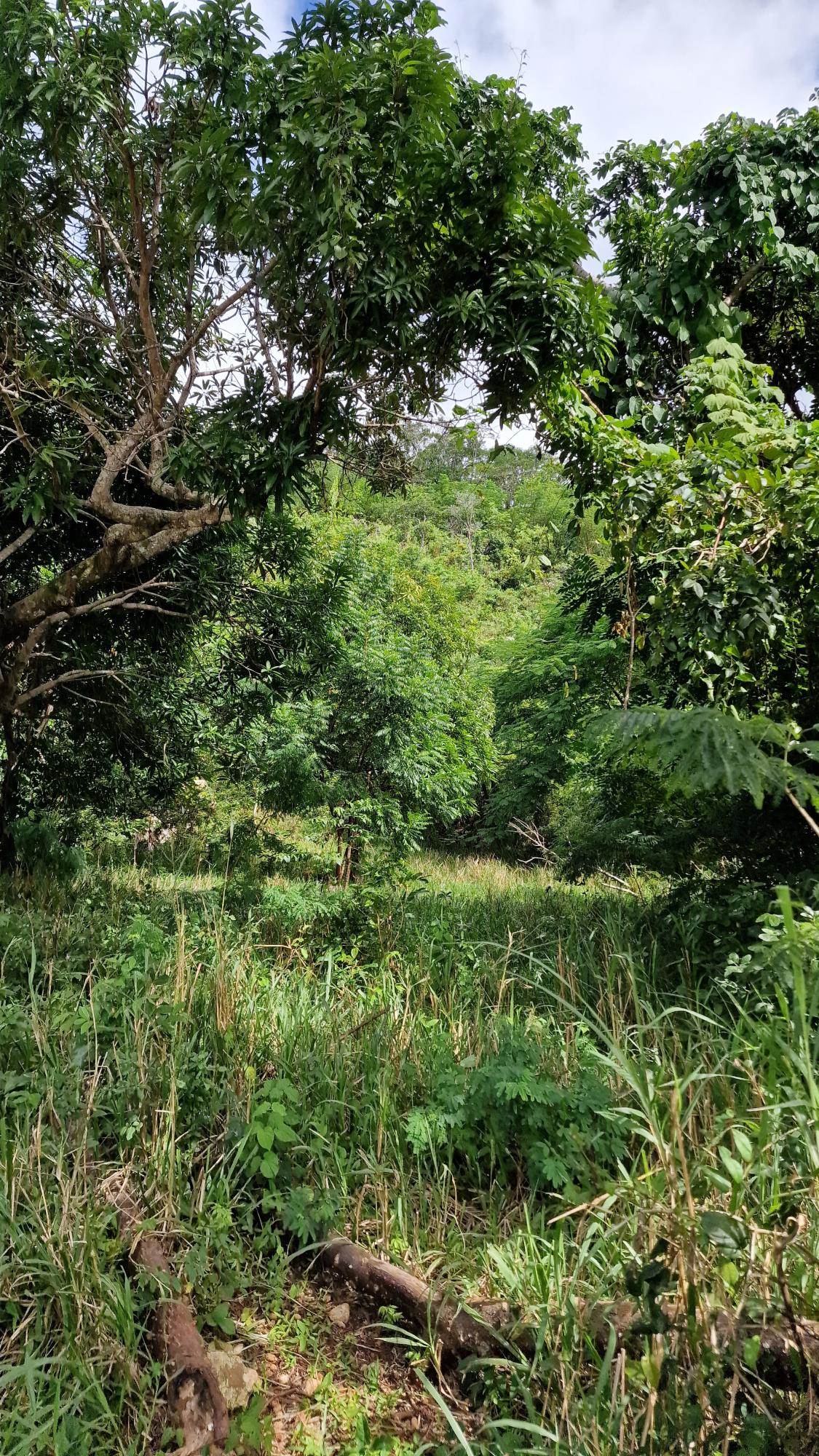 Prime-Residential-Lot-for-Sale-in-Belvedere-St.-Andrew-Blue-Mountain-Road Seventh image of Blue Mountain Road in Belvedere, St. Andrew, Jamaica - property is For Sale