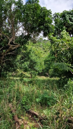 Seventh image of Blue Mountain Road in Belvedere, St. Andrew, Jamaica - property is For Sale