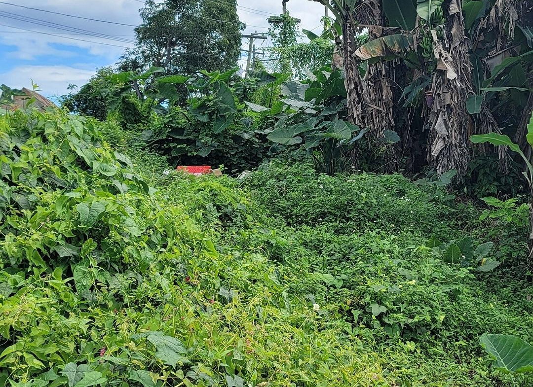 Second image of Rodney Hall Road, Linstea in Linstead, St. Catherine, Jamaica - property is For Sale