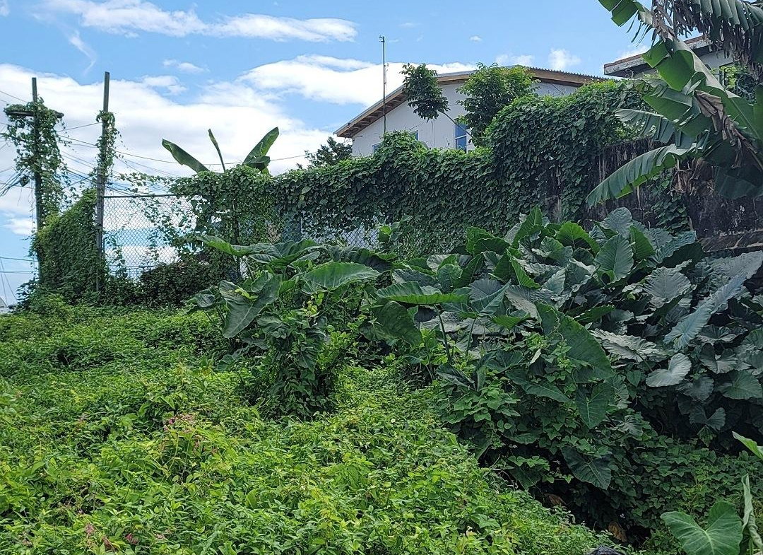 Third image of Rodney Hall Road, Linstea in Linstead, St. Catherine, Jamaica - property is For Sale
