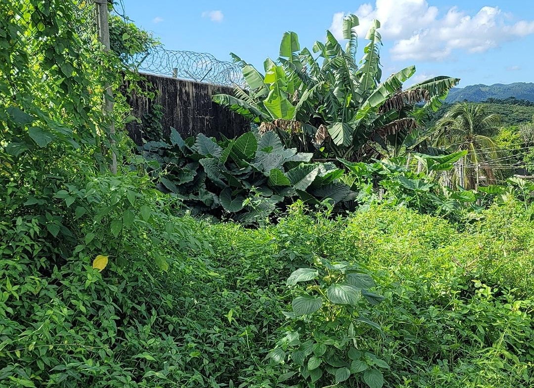 Seventh image of Rodney Hall Road, Linstea in Linstead, St. Catherine, Jamaica - property is For Sale