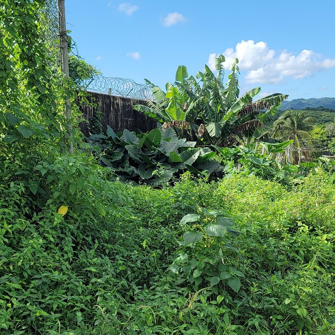 Residential-Lot-for-Sale-in-Linstead-Jamaica-5536.98-sq-ft Seventh image of Rodney Hall Road, Linstea in Linstead, St. Catherine, Jamaica - property is For Sale