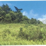 First image of Lot 136 Moorlands Manor in Moorlands Phase1&2, Manchester, Jamaica - property is For Sale