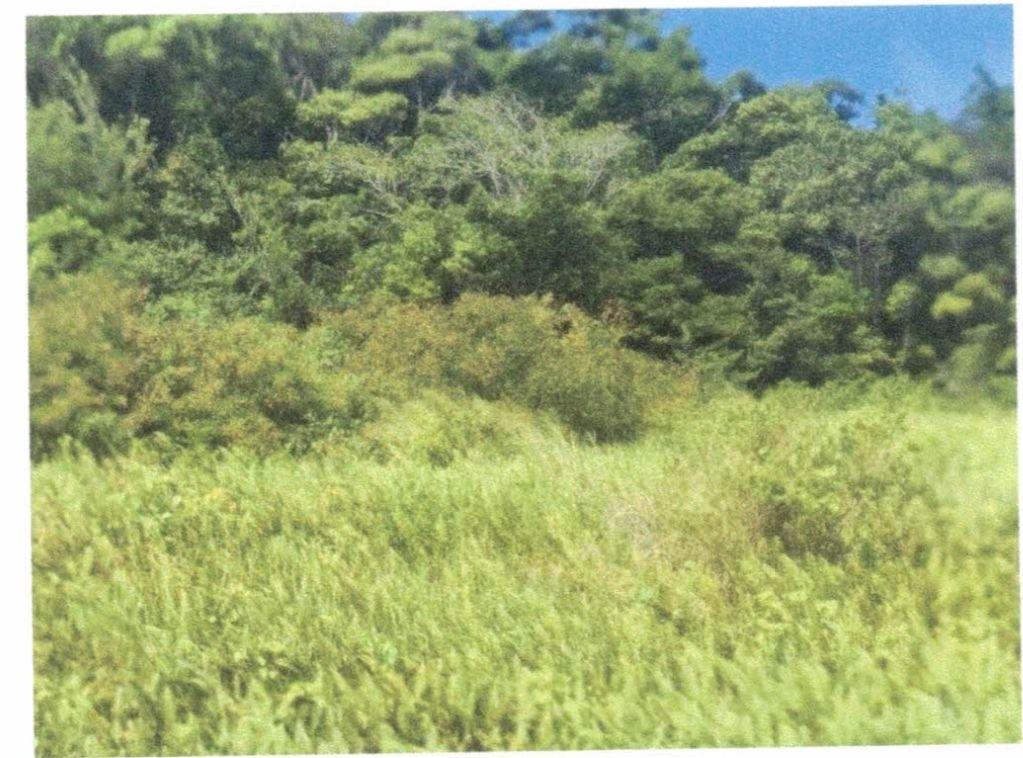 Third image of Lot 136 Moorlands Manor in Moorlands Phase1&2, Manchester, Jamaica - property is For Sale