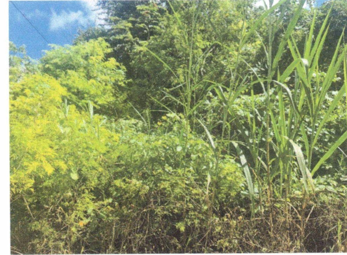 Second image of Lot 82 Palisadoes Avenue, in Moorlands Phase1&2, Manchester, Jamaica - property is For Sale