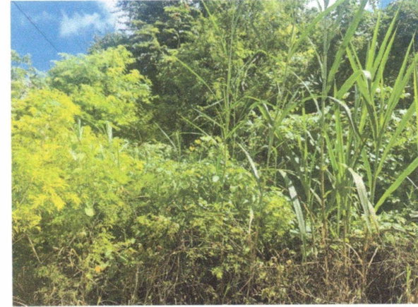 Second image of Lot 82 Palisadoes Avenue, in Moorlands Phase1&2, Manchester, Jamaica - property is For Sale