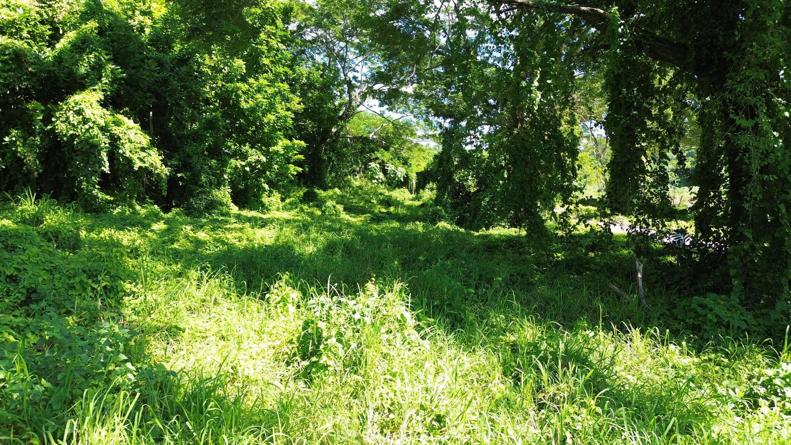 Eleventh image of Lot #59 Part of Sevens Plantation in Sevens, Clarendon, Jamaica - property is For Sale
