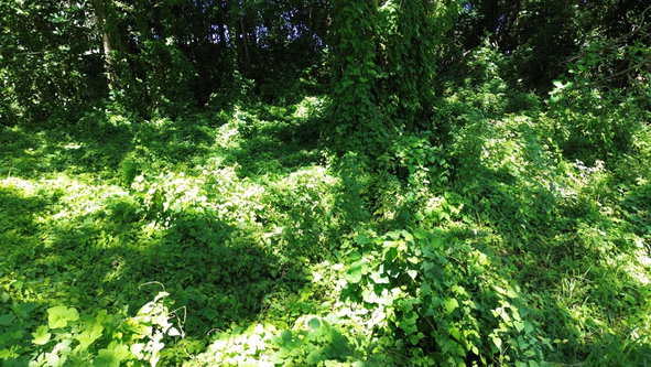 Twelfth image of Lot #59 Part of Sevens Plantation in Sevens, Clarendon, Jamaica - property is For Sale