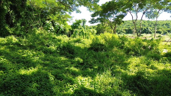 Thirteenth image of Lot #59 Part of Sevens Plantation in Sevens, Clarendon, Jamaica - property is For Sale