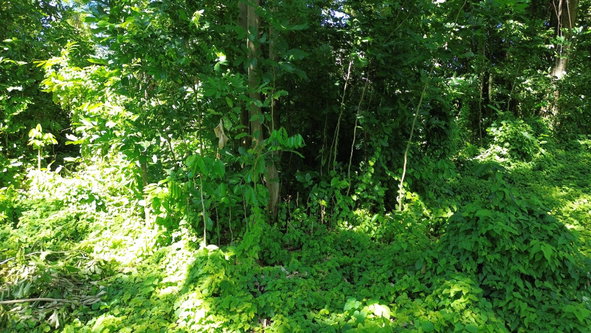 Fourteenth image of Lot #59 Part of Sevens Plantation in Sevens, Clarendon, Jamaica - property is For Sale