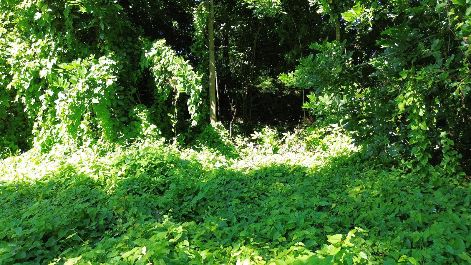 Fifteenth image of Lot #59 Part of Sevens Plantation in Sevens, Clarendon, Jamaica - property is For Sale
