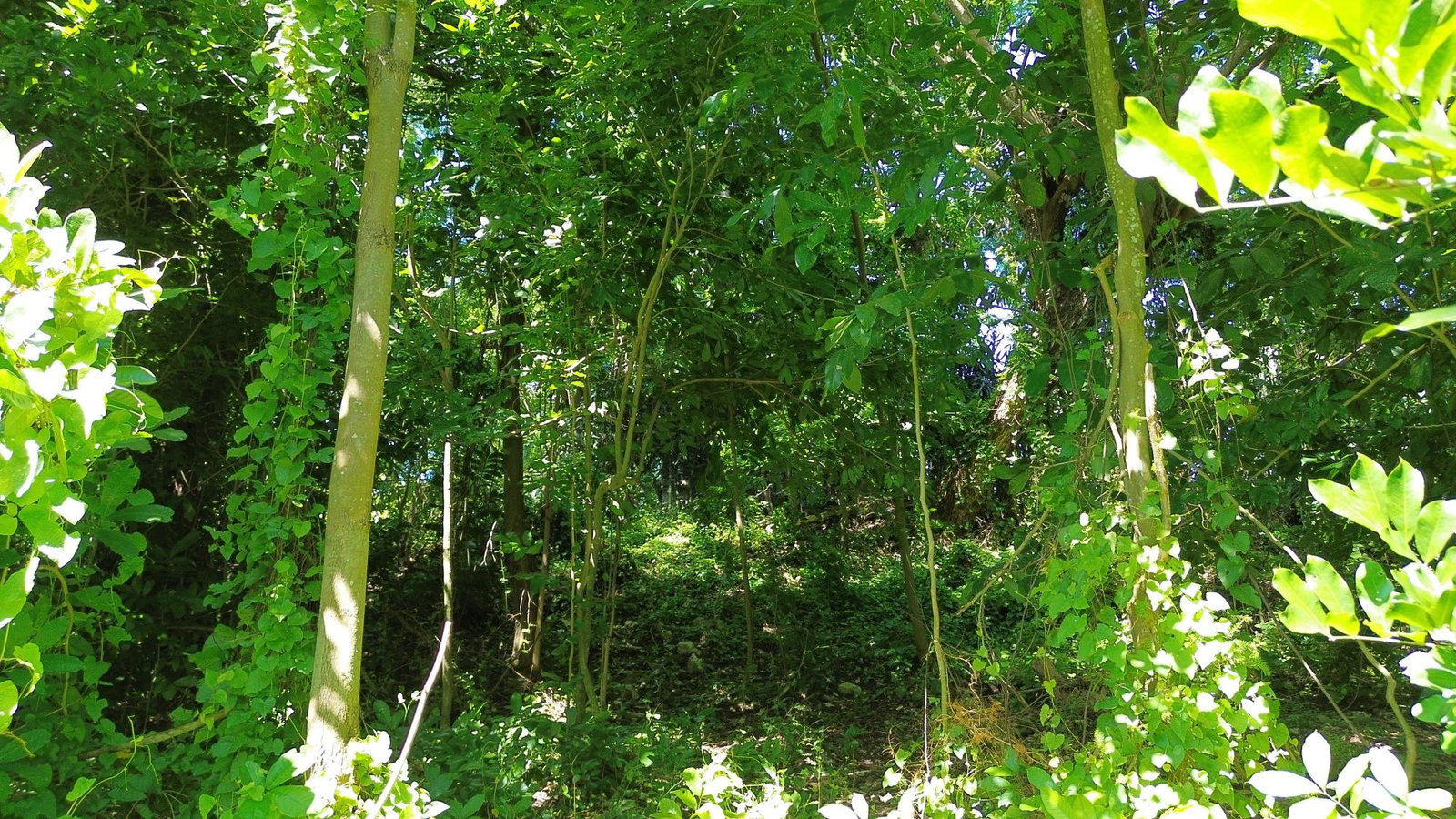 Sixteenth image of Lot #59 Part of Sevens Plantation in Sevens, Clarendon, Jamaica - property is For Sale
