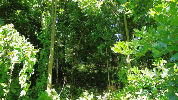 Seventeenth image of Lot #59 Part of Sevens Plantation in Sevens, Clarendon, Jamaica - property is For Sale