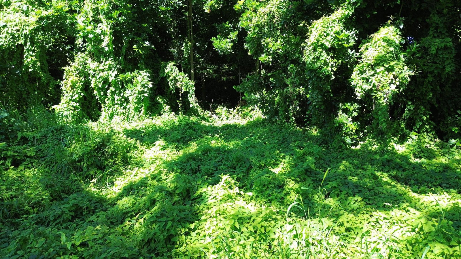 Ninth image of Lot #59 Part of Sevens Plantation in Sevens, Clarendon, Jamaica - property is For Sale