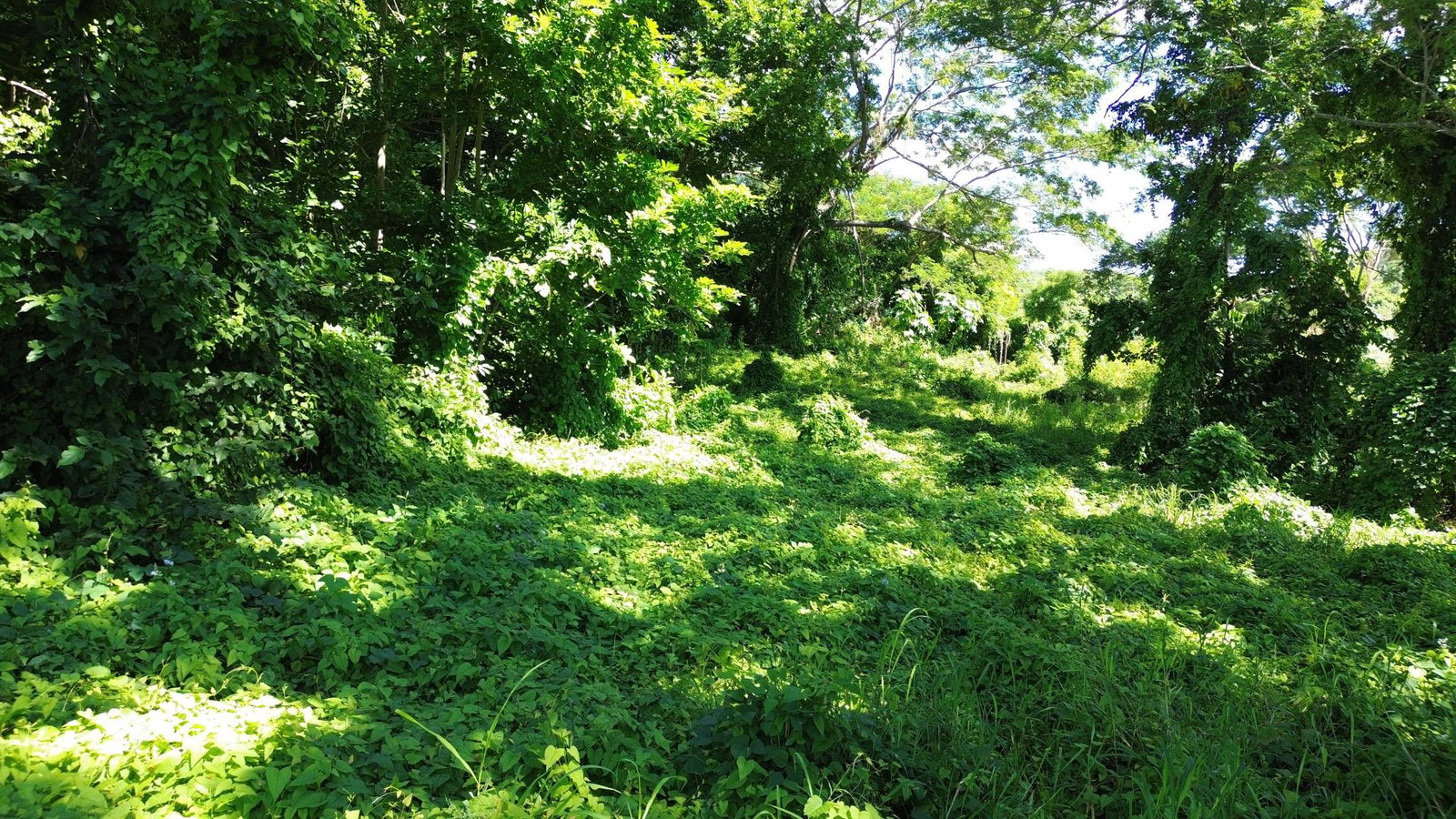 Tenth image of Lot #59 Part of Sevens Plantation in Sevens, Clarendon, Jamaica - property is For Sale
