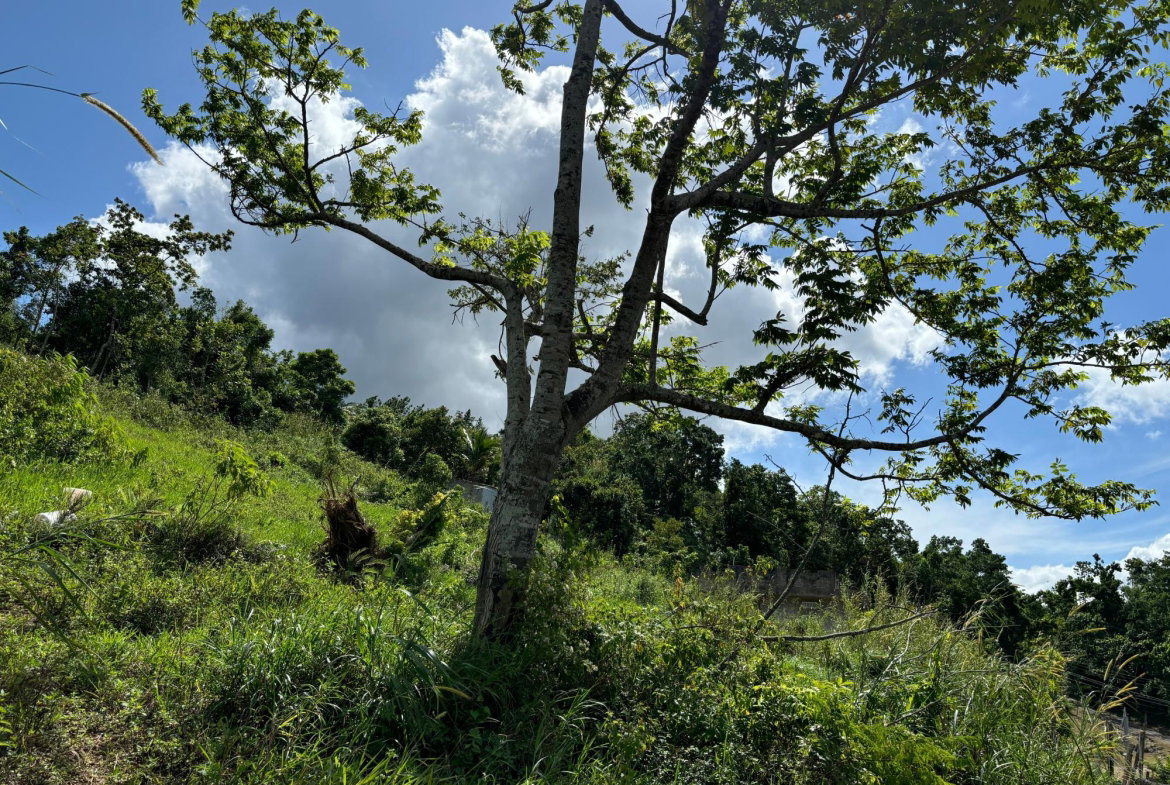First image of Lot-13 Brumalia in Brumalia, Manchester, Jamaica - property is For Sale