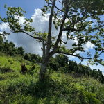 First image of Lot-13 Brumalia in Brumalia, Manchester, Jamaica - property is For Sale