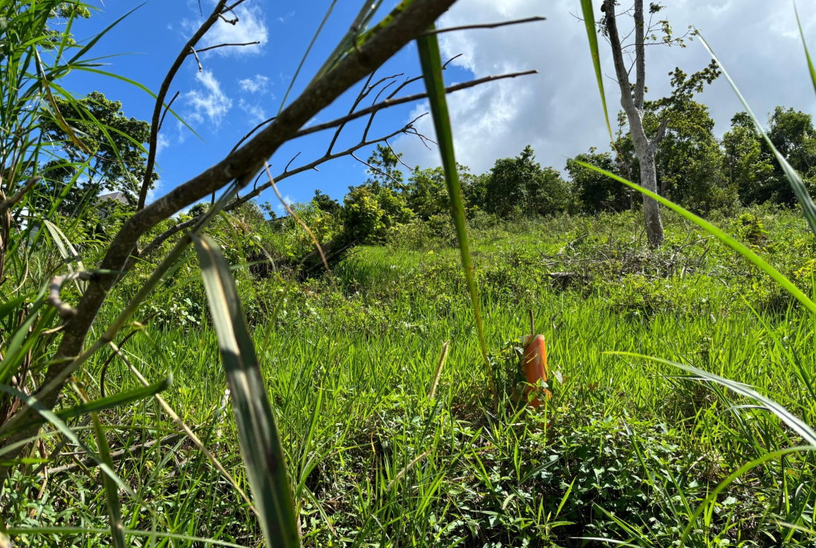 Fourth image of Lot-13 Brumalia in Brumalia, Manchester, Jamaica - property is For Sale