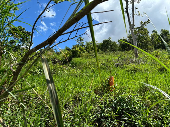 Fourth image of Lot-13 Brumalia in Brumalia, Manchester, Jamaica - property is For Sale