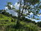 First image of Lot-13 Brumalia in Brumalia, Manchester, Jamaica - property is For Sale