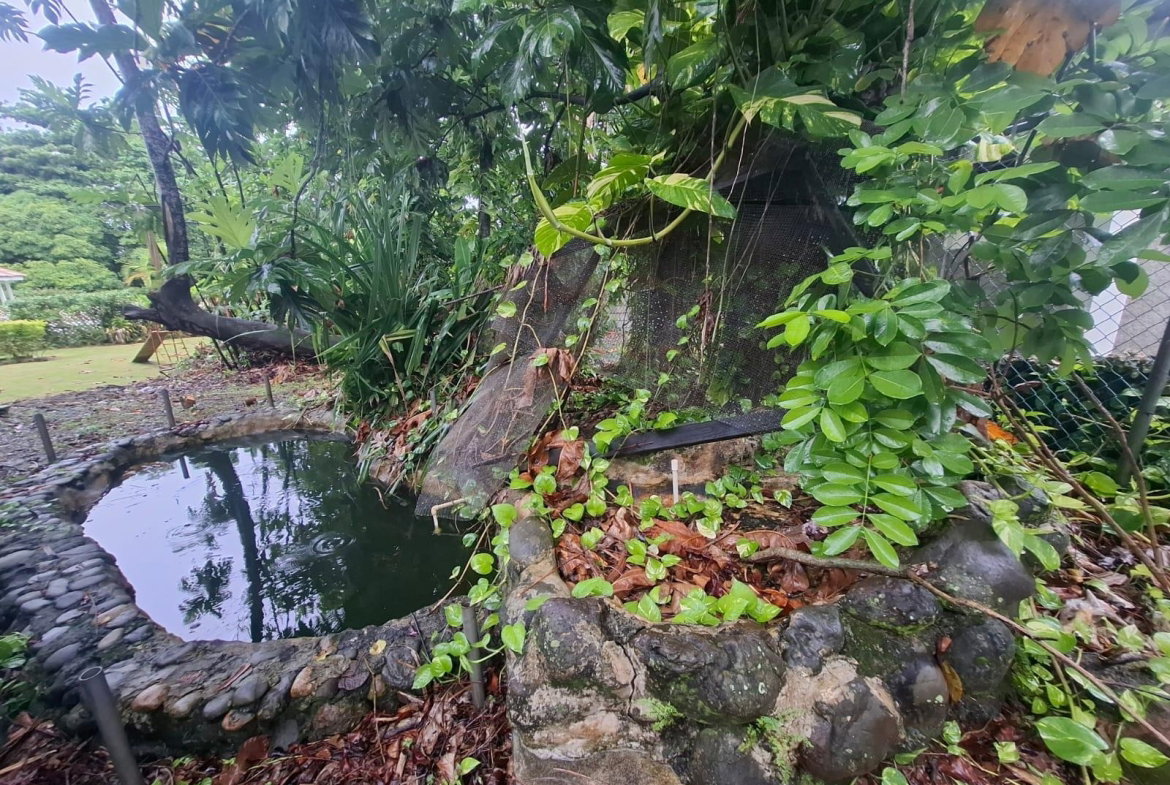 Thirtieth image of Boston, Fairy Hill, Portl in Boston, Portland, Jamaica - property is For Sale