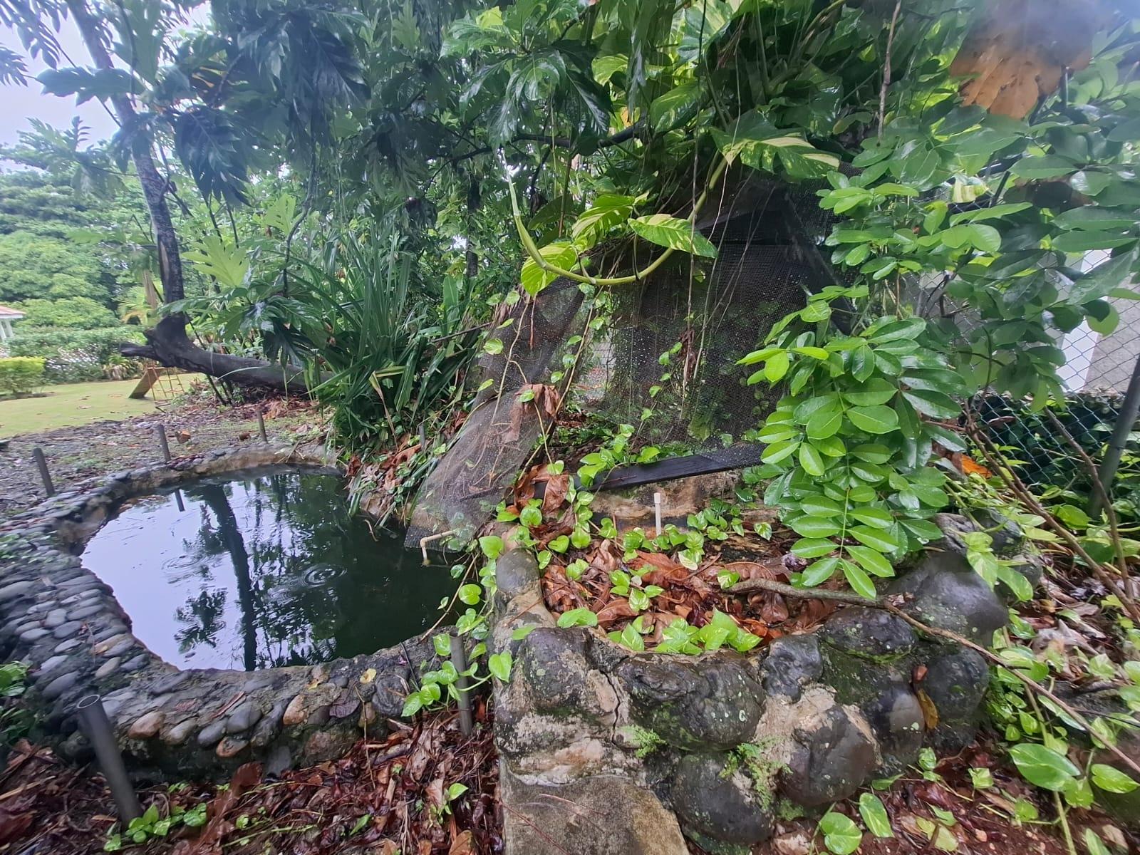 Thirtieth image of Boston, Fairy Hill, Portl in Boston, Portland, Jamaica - property is For Sale