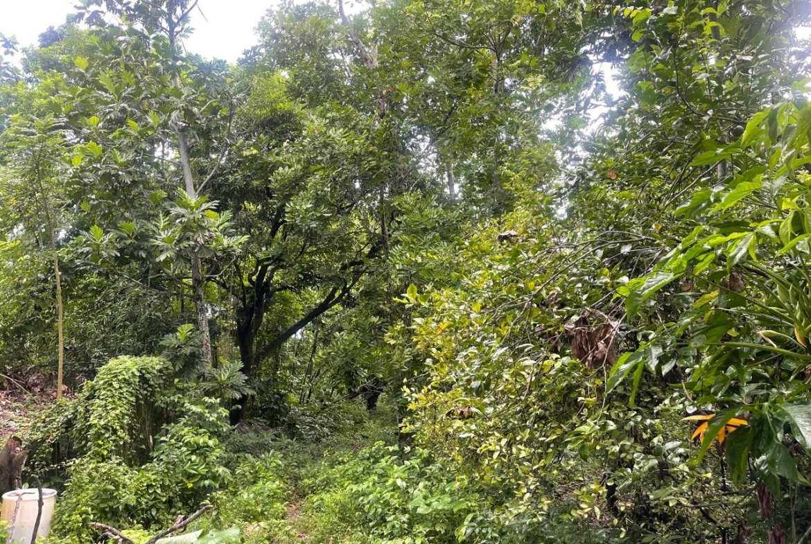 Third image of Lot 1 Hart Hill Main Road in Buff Bay, Portland, Jamaica - property is For Sale