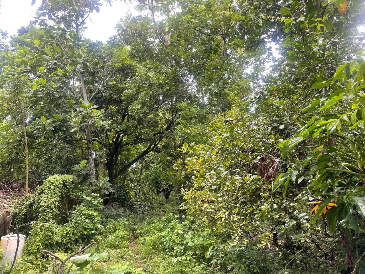 Third image of Lot 1 Hart Hill Main Road in Buff Bay, Portland, Jamaica - property is For Sale