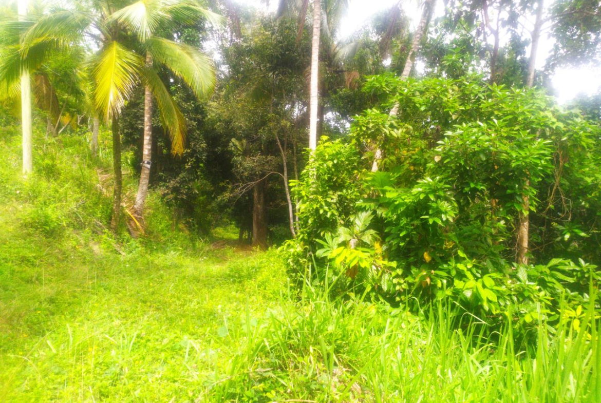 Second image of Newport, st Catherine in Troja, St. Catherine, Jamaica - property is For Sale