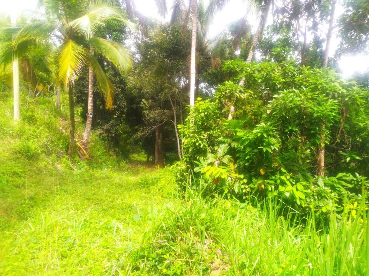 Second image of Newport, st Catherine in Troja, St. Catherine, Jamaica - property is For Sale