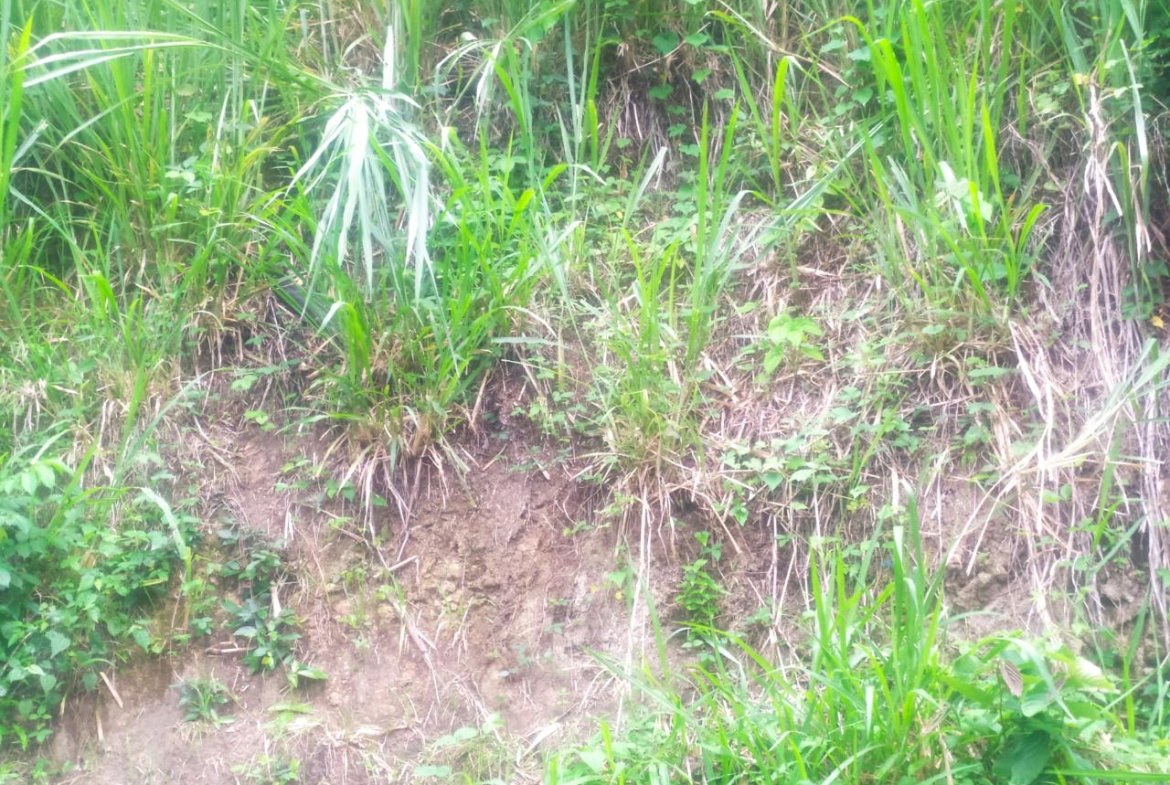 First image of Newport, st Catherine in Troja, St. Catherine, Jamaica - property is For Sale