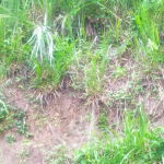 First image of Newport, st Catherine in Troja, St. Catherine, Jamaica - property is For Sale