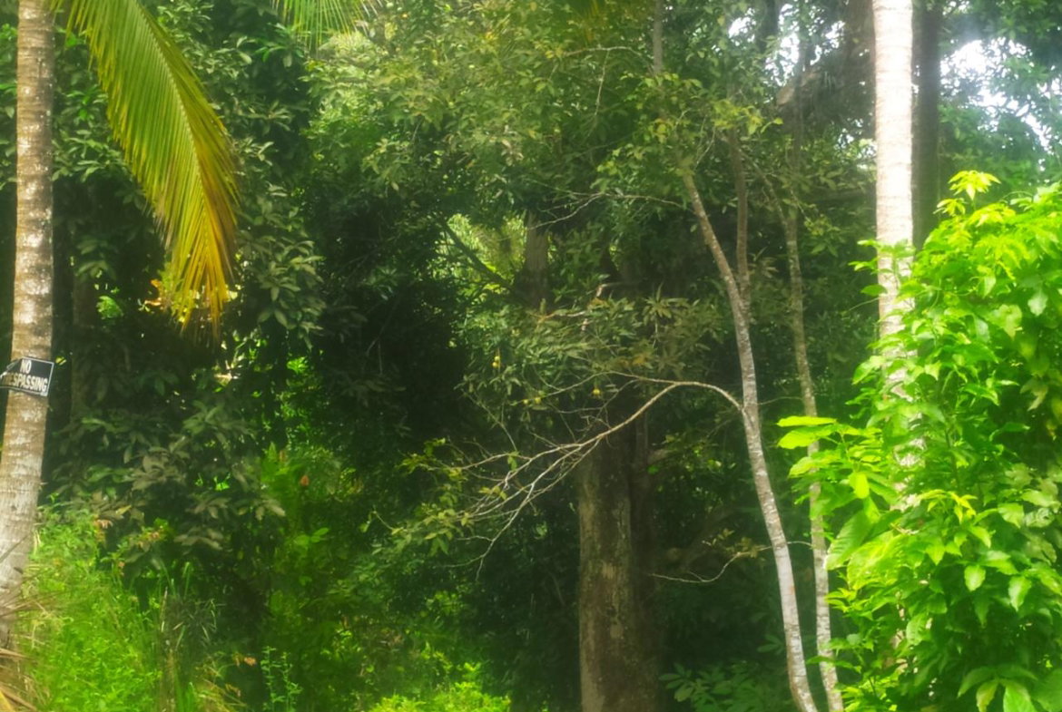 Third image of Newport, st Catherine in Troja, St. Catherine, Jamaica - property is For Sale