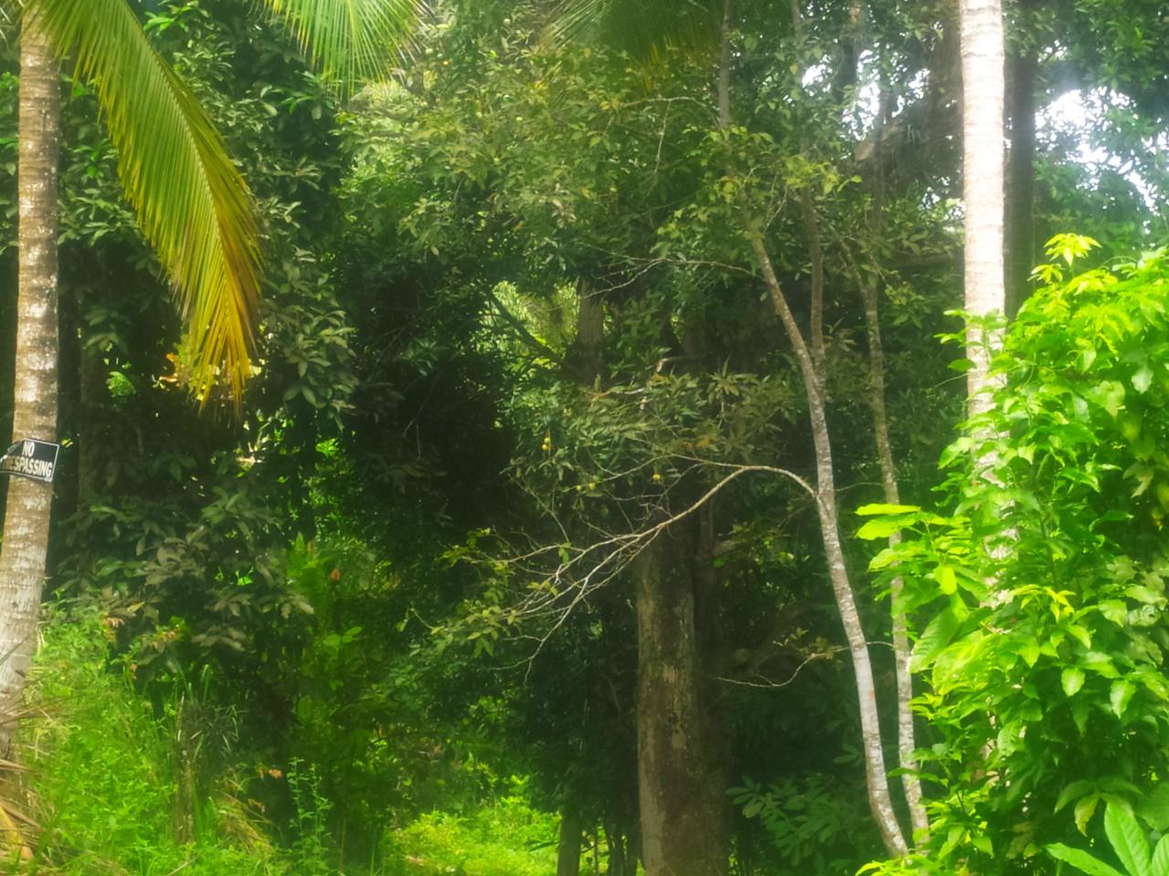 Third image of Newport, st Catherine in Troja, St. Catherine, Jamaica - property is For Sale