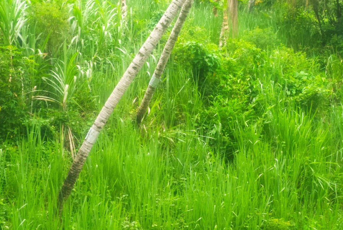 Fourth image of Newport, st Catherine in Troja, St. Catherine, Jamaica - property is For Sale