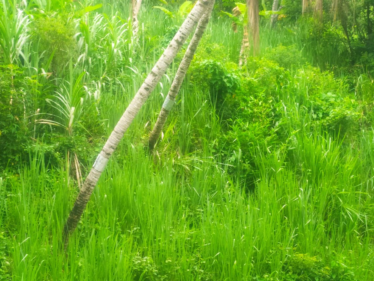 Fourth image of Newport, st Catherine in Troja, St. Catherine, Jamaica - property is For Sale