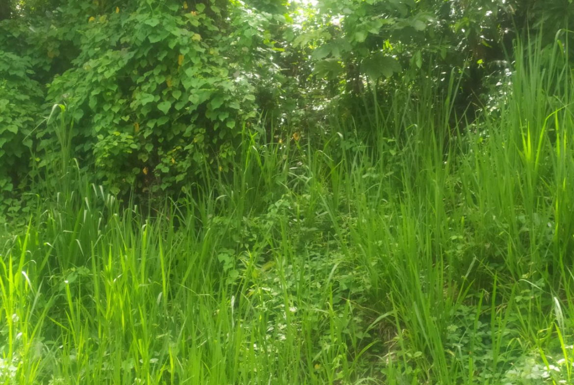 Fifth image of Newport, st Catherine in Troja, St. Catherine, Jamaica - property is For Sale