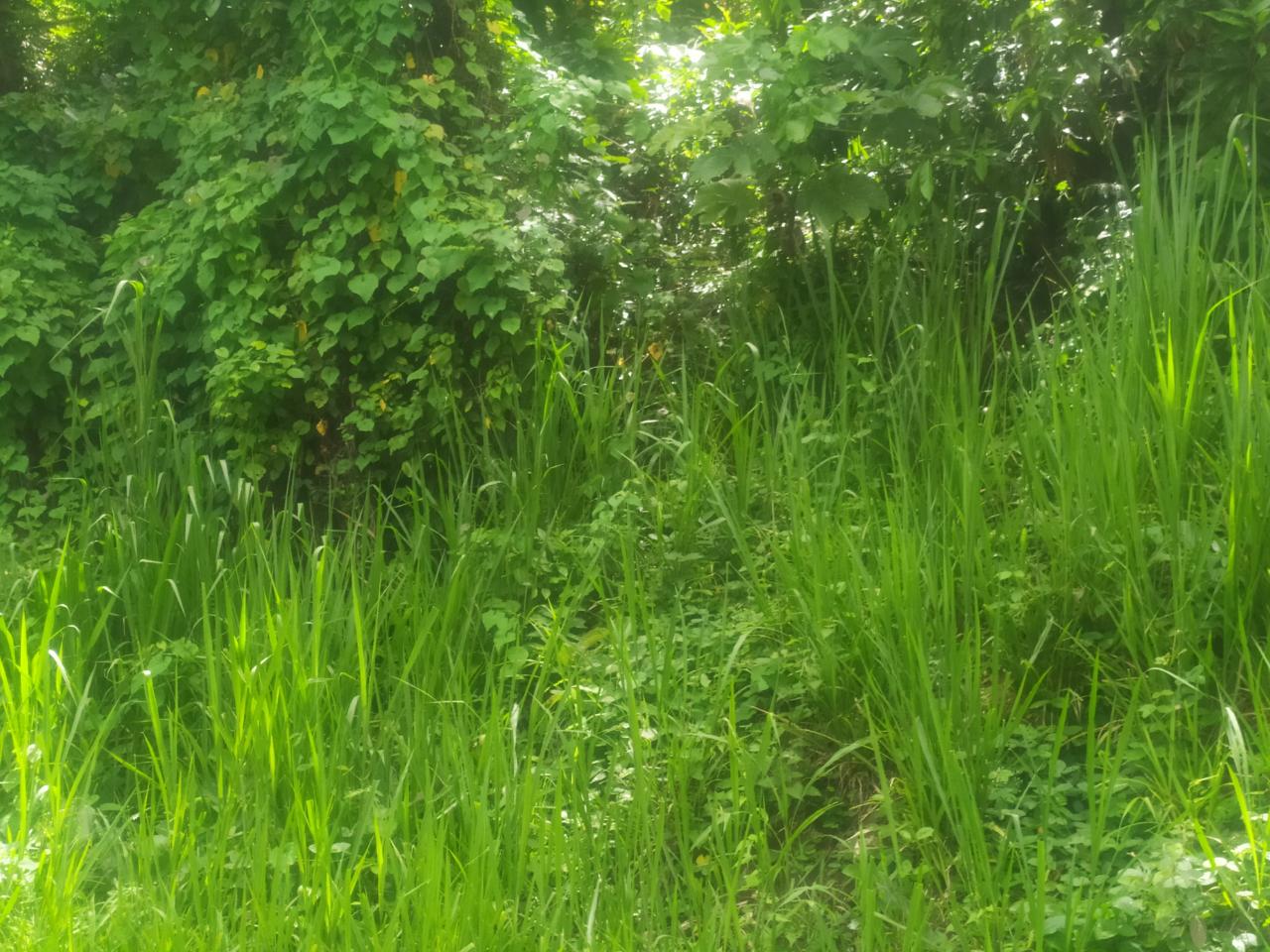 Fifth image of Newport, st Catherine in Troja, St. Catherine, Jamaica - property is For Sale