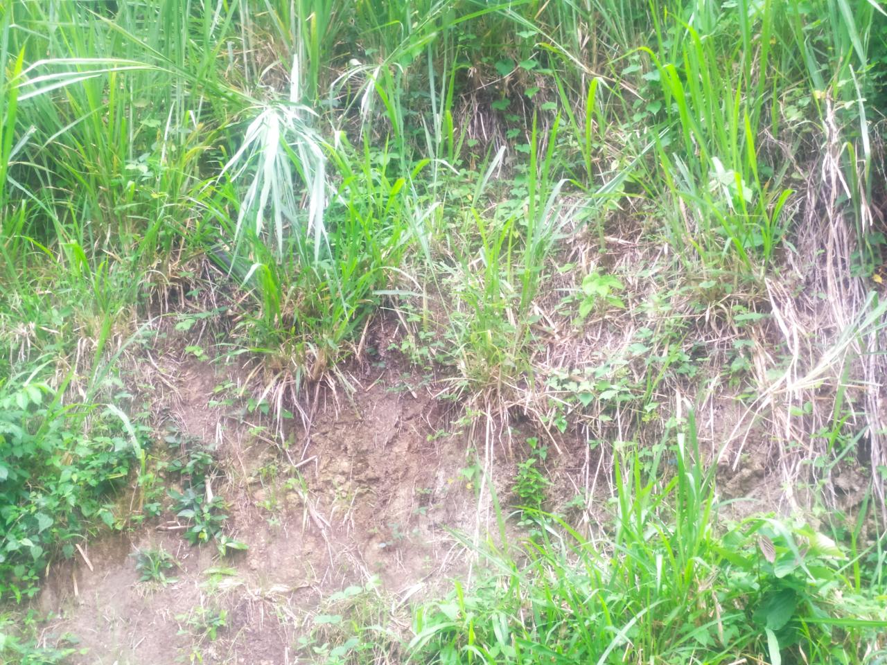 First image of Newport, st Catherine in Troja, St. Catherine, Jamaica - property is For Sale