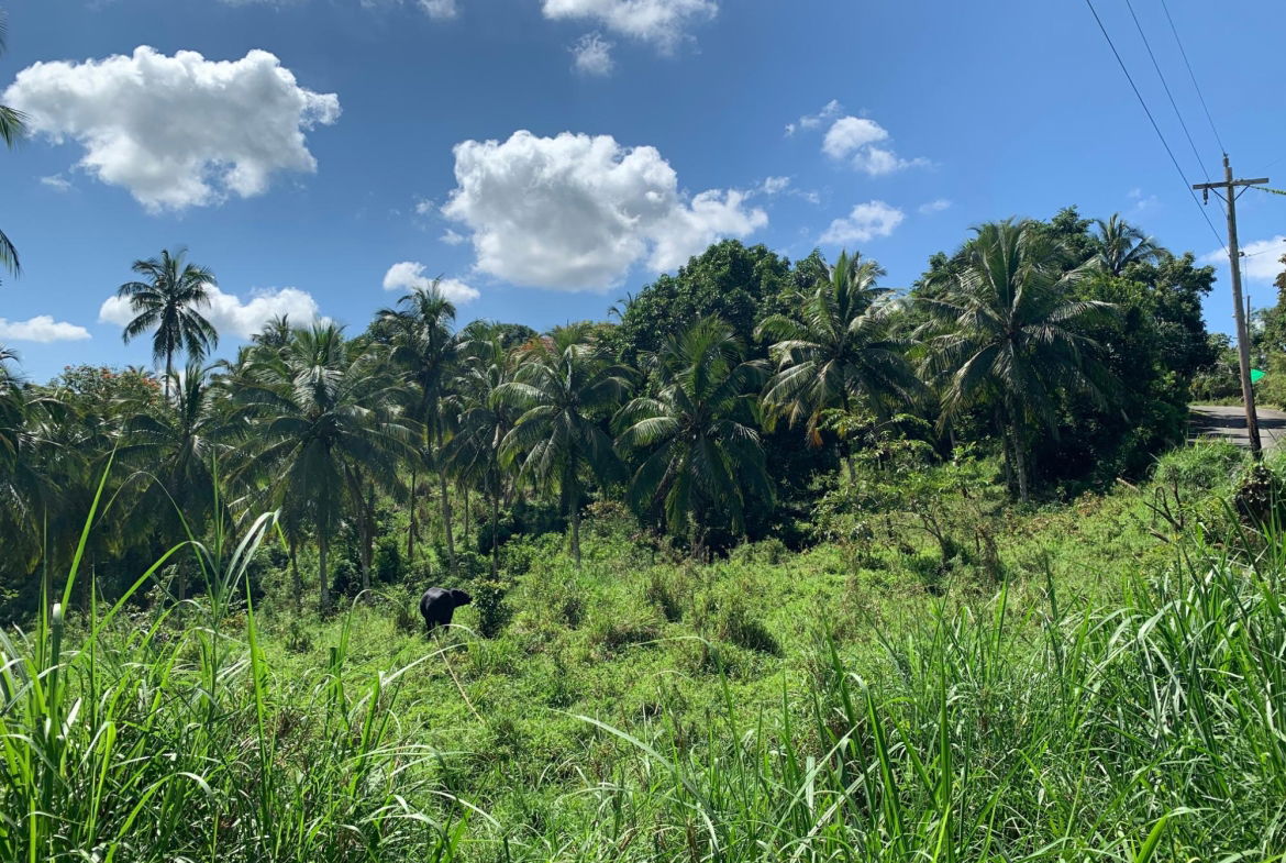 Second image of Hartland Road, Decoy in Guys Hill, St. Mary, Jamaica - property is For Sale